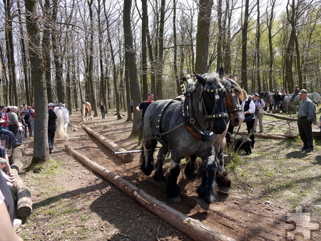 Bei den Waldarbeiten der Veranstaltung „Verrücktes Holz“ am letzten Märzwochenende kommen auch Rückepferde zum Einsatz. Foto: LVR-FMK/pp/Agentur ProfiPress