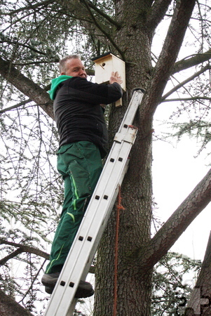 Arbeitstherapeut Volker Nietmann befestigt einen der Nistkästen im Baum. Foto: Steffi Tucholke/pp/Agentur ProfiPress