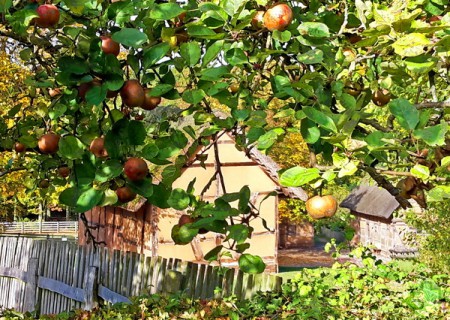 Überall im LVR-Freilichtmuseum Kommern kann man traditionelle heimische Apfelsorten entdecken. Foto: Ute Herborg/LVR/pp/Agentur ProfiPress