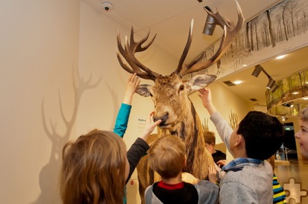Endlich einmal ein Hirsch zum Anfassen – im Nationalpark-Zentrum Eifel in der Ausstellung „Wildnis(t)räume“. Foto: Roman Hövel/Vogelsang IP/pp/Agentur ProfiPress
